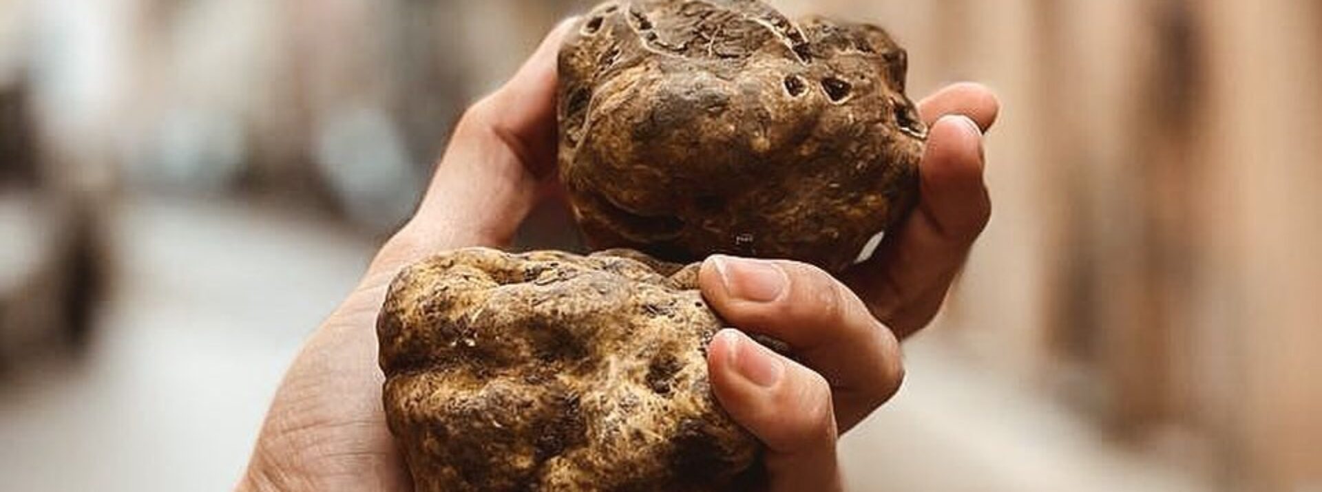 Tartufo Bianco pregiato